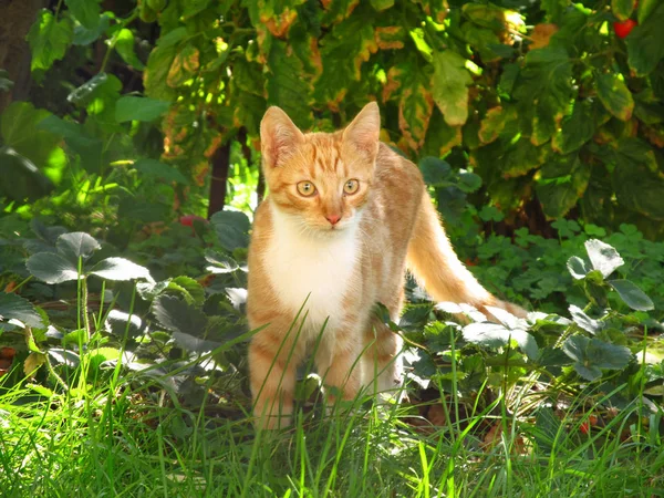 Süßes Ingwerkätzchen Grünen Garten Sommer — Stockfoto