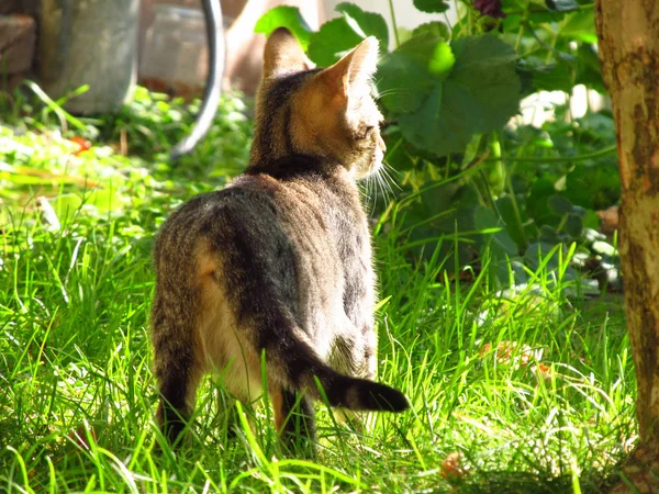 可爱的小猫在花园里看着远离相机 探索世界 — 图库照片