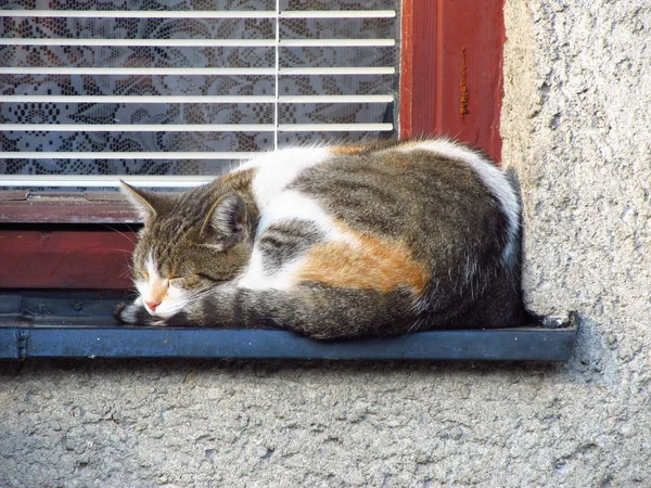 Ładny Kot Fluffy Spanie Oknie — Zdjęcie stockowe