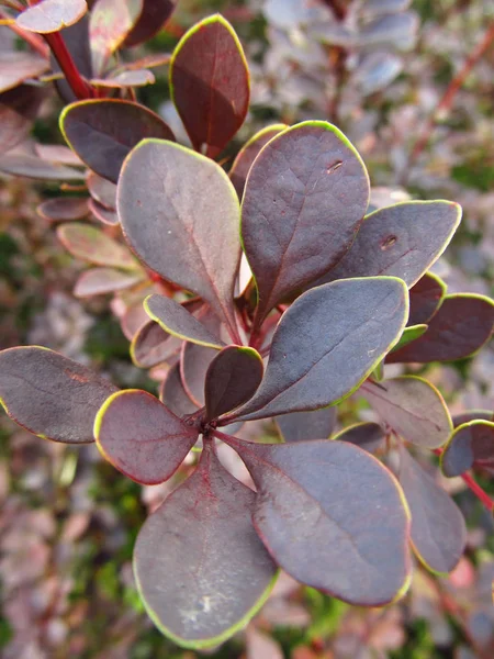 Mor Çiçekleri Kırmızı Kızamık Berberis Thunbergii Atropurpurea Mor Yaprakları Ile — Stok fotoğraf