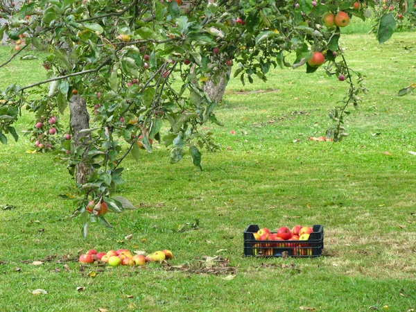 Apples Box Some Other Ones Heap Tree Orchard — Stock Photo, Image