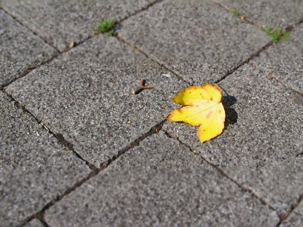 Foglia Acero Giallo Sul Marciapiede — Foto Stock