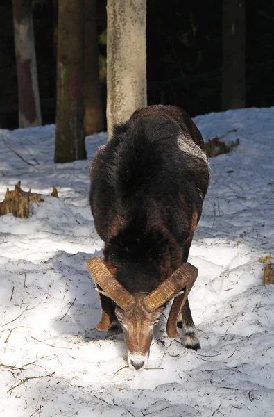 Vecchio Muflone Maschio Con Grandi Corna Alla Ricerca Cibo Nella — Foto Stock