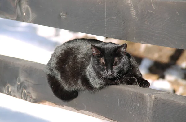 Roztomilý Nadýchané Černá Kočka Ležící Dřevěný Plot Vyhřívají Slunci Zimě — Stock fotografie