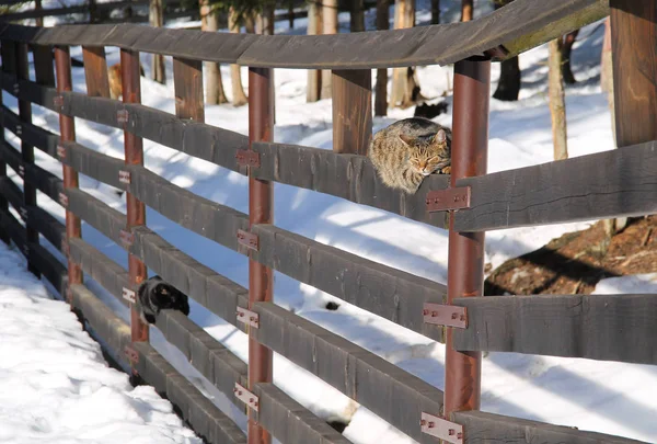 Twee Katten Ontspannen Houten Hek Koesteren Zon Winter — Stockfoto