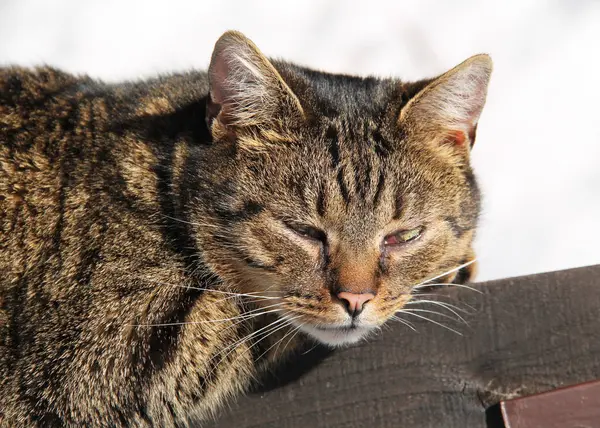 Retrato Gato Cinza Marrom Fofo Bonito Deitado Sobre Cerca Madeira — Fotografia de Stock