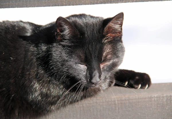 Retrato Gato Preto Fofo Bonito Deitado Cerca Madeira Aquecendo Sol — Fotografia de Stock