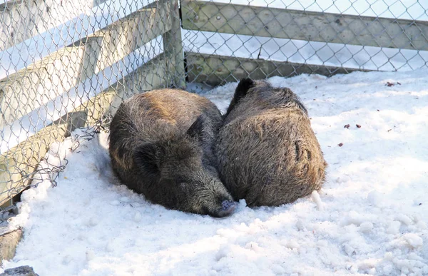 Два Диких Кабана Sus Scrofa Спить Взимку — стокове фото