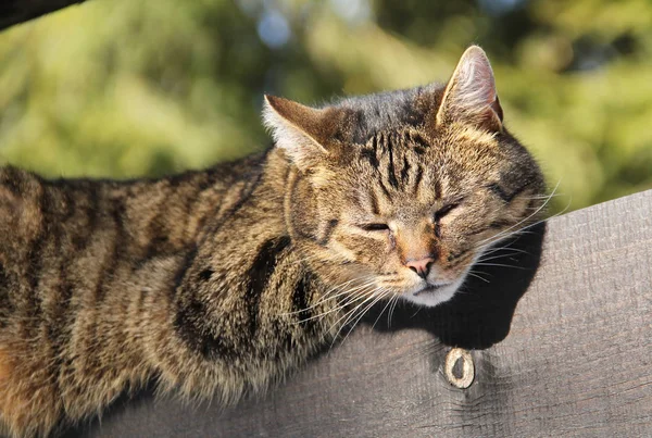 Retrato Gato Cinza Marrom Fofo Bonito Deitado Sobre Cerca Madeira — Fotografia de Stock