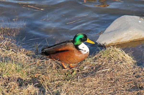 Stockenten Männchen Mit Ungewöhnlicher Farbmutation Steht Flussufer — Stockfoto