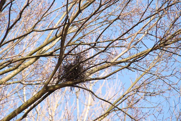 Nest Tak Van Een Kale Boom Herfst — Stockfoto