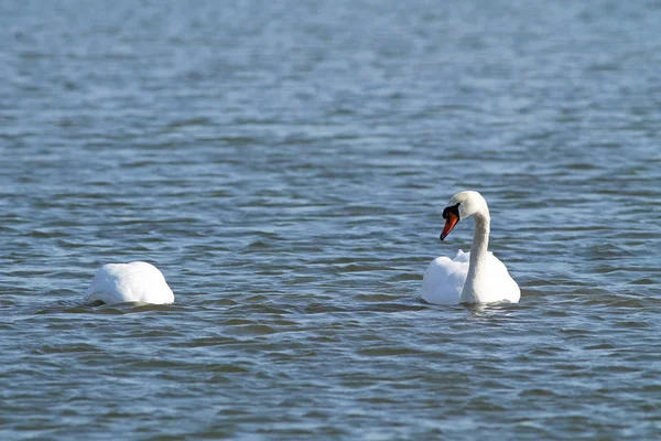 Piękny Biały Łabędź Niemy Cygnus Olor Pływanie Wodzie Inne Jedno — Zdjęcie stockowe