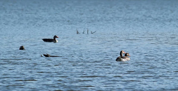 Pandilla Gansos Salvajes Nadando Lago —  Fotos de Stock