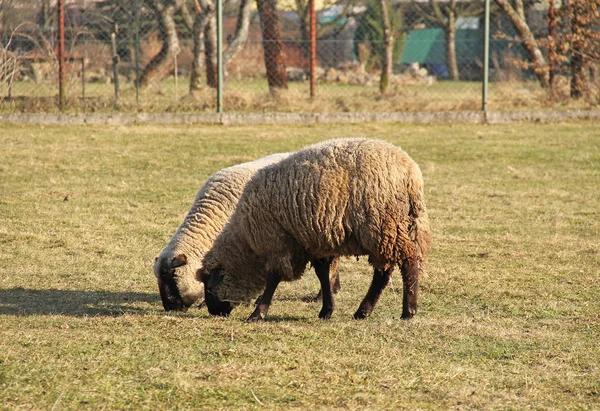 两只羊在牧场上放牧 — 图库照片