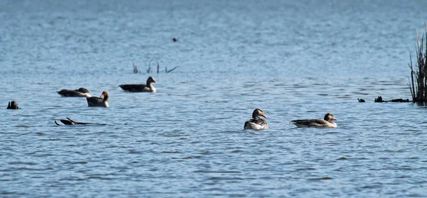 Een Van Wilde Ganzen Zwemmen Het Meer — Stockfoto