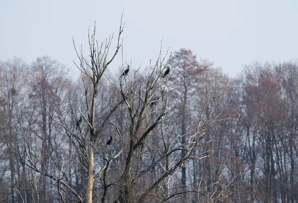 Kolonie Van Grote Aalscholvers Phalacrocorax Carbo Aan Bomen Poodri Tsjechische — Stockfoto