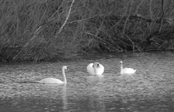 Black White Photo Beautiful White Mute Swans Cygnus Olor Swimming — Stock Photo, Image