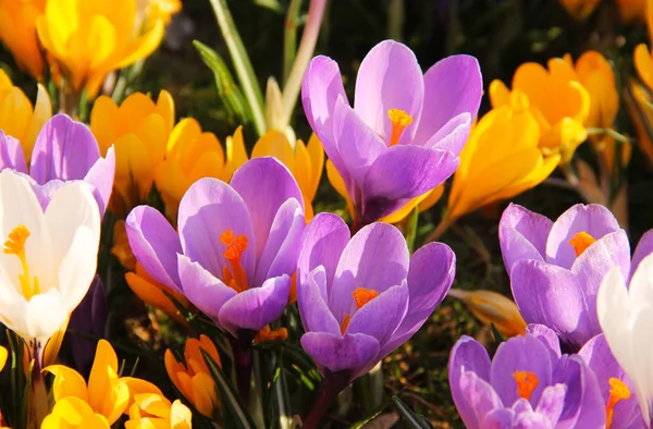 Close Photo Blooming Purple Yellow White Crocuses Spring — Stock Photo, Image