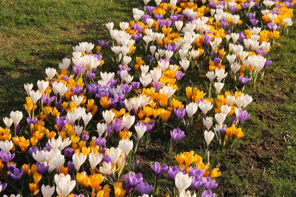 flowerbed of blooming purple, yellow and white crocuses in spring
