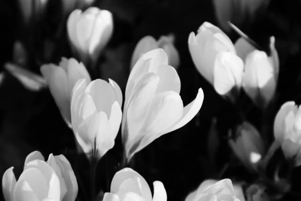 Закрыть Черно Белое Фото Цветущих Крокусов Контрасте Темным Фоном — стоковое фото
