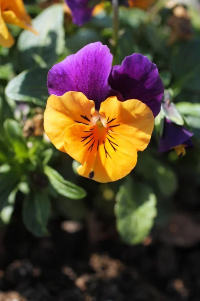 Close Foto Van Bloeiende Paarse Oranje Viooltje — Stockfoto