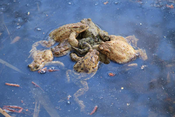 Grupo Sapos Comuns Bufo Bufo Acasalamento Lagoa — Fotografia de Stock