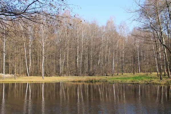 Каменец Озеро Некоторыми Березами Другими Деревьями Берегах Добра Чехия — стоковое фото