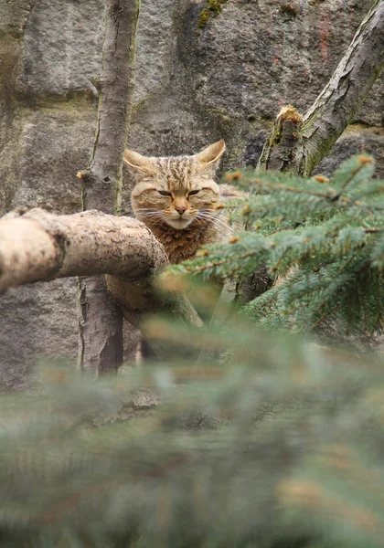 Gato Selvagem Escondido Atrás Das Árvores Relaxante — Fotografia de Stock