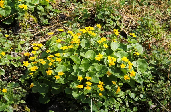 Csomó Virágzó Március Marigolds Fényes Sárga Virágok Tavasszal — Stock Fotó