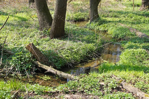 Enger Bach Fließt Frühling Durch Den Auwald — Stockfoto