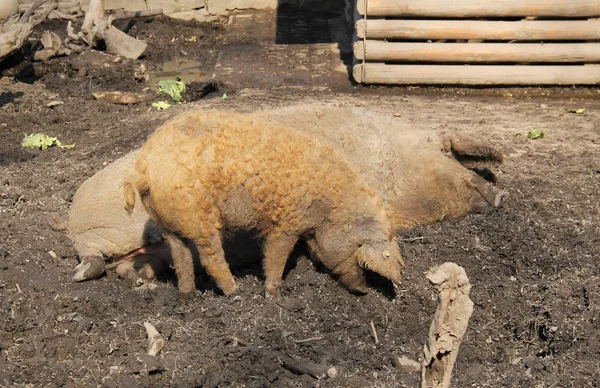 Piglet Açık Muhafaza Yetişkin Mangalica Domuz — Stok fotoğraf