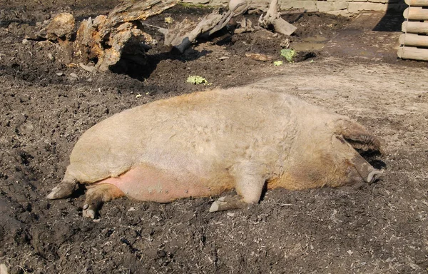 Haariges Mangalica Schwein Schläft Freigehege — Stockfoto