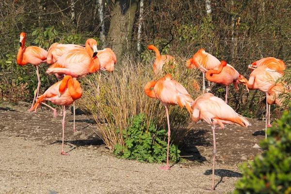 Groep Van Prachtige Oranje Flamingo Het Zwembad Van Water Zoo — Stockfoto
