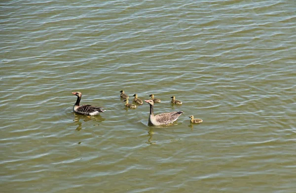 Ein Paar Wildgänse Mit Gösslingen Schwimmen Auf Dem See — Stockfoto