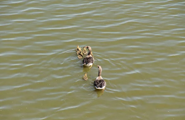 Ein Paar Wildgänse Mit Gösslingen Schwimmen Auf Dem See — Stockfoto