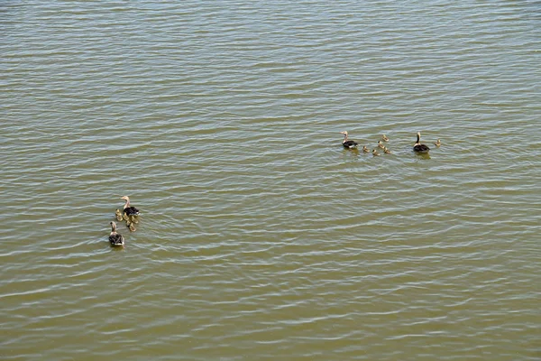 Dos Familias Gansos Salvajes Con Goslings Nadando Lago —  Fotos de Stock