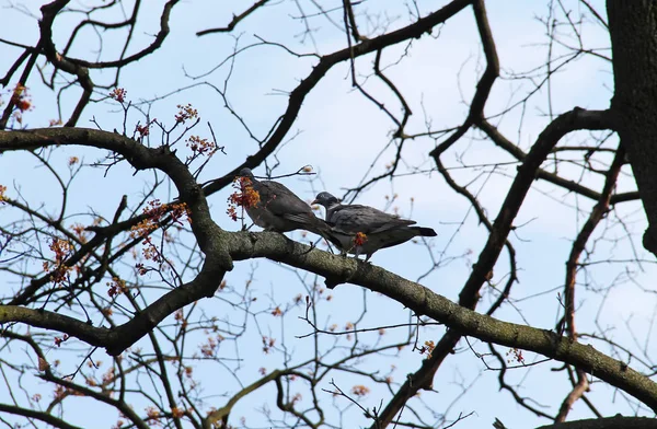 Bir Ağacın Dalı Üzerinde Oturan Ortak Ahşap Güvercinler Çift — Stok fotoğraf