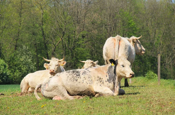 Vacas Aire Libre Prado Verde — Foto de Stock