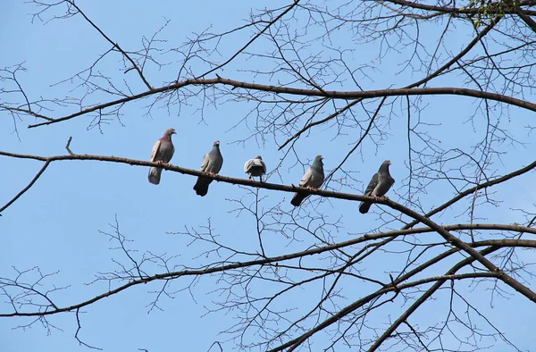 Bir Ağacın Dalı Üzerinde Satır Oturan Güvercin Sürüsü — Stok fotoğraf