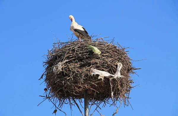 Yuvasında Oturan Beyaz Leylek Ciconia Ciconia — Stok fotoğraf