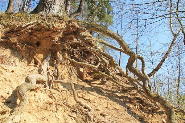 Boom Met Geopenbaarde Bizarre Wortels Groeien Geërodeerde Helling Beskydy Mountains — Stockfoto