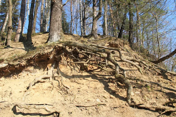Tree Revealed Bizarre Roots Growing Eroded Slope Beskydy Mountains Czech — Stock Photo, Image