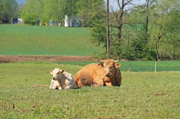 Vaca Con Ternero Descansando Prado Verde — Foto de Stock