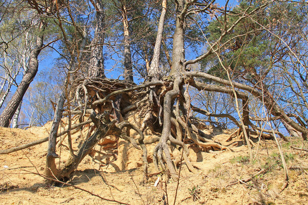 trees with revealed bizarre roots growing on eroded slope, Beskydy mountains, Czech Republic 