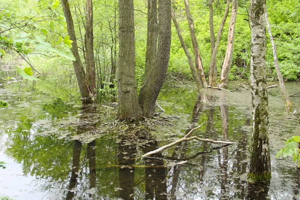 Moorsee Mit Einigen Bäumen Die Aus Dem Wasser Der Nähe — Stockfoto
