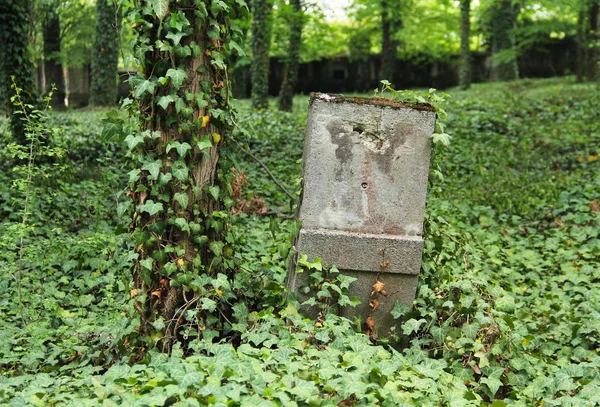 Lápida Antiguo Cementerio Para Locos Con Crecimiento Hiedra Praga República — Foto de Stock