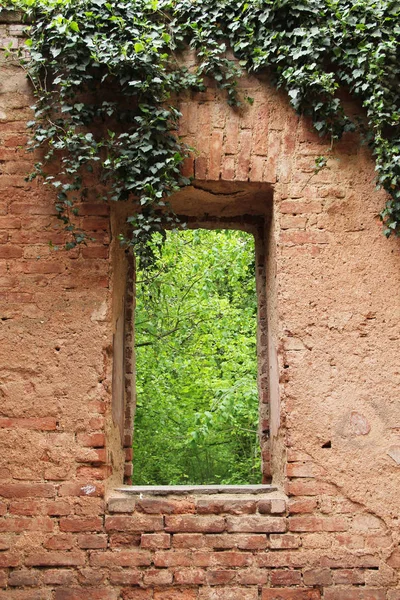 Window Desolated Chapel Old Cemetery Insane People Growth Ivy Prague — Stock Photo, Image
