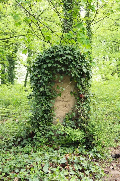 Lápida Antiguo Cementerio Para Locos Con Crecimiento Hiedra Praga República — Foto de Stock