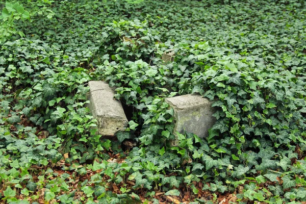 Overblijfselen Van Oude Grafsteen Begraafplaats Voor Krankzinnige Mensen Praag Tsjechische — Stockfoto