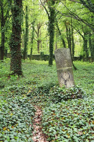 Nagrobek Starym Cmentarzu Dla Szalonych Ludzi Wzrostem Bluszczu Pradze Republika — Zdjęcie stockowe